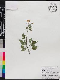 Bidens alba image