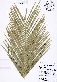 Cycas revoluta image