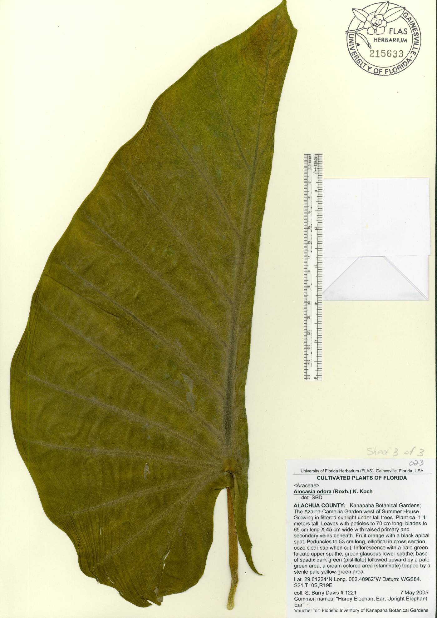 Alocasia odora image