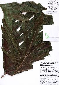 Philodendron bipinnatifidum image