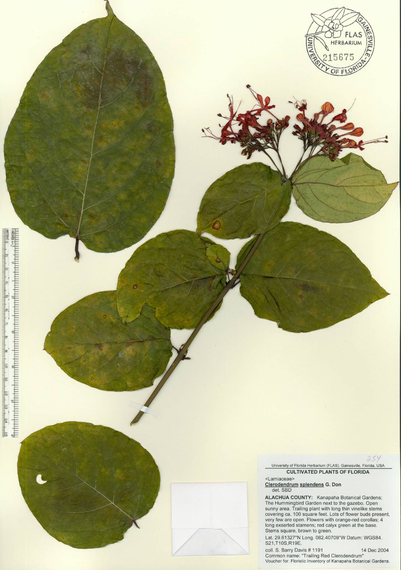 Clerodendrum splendens image