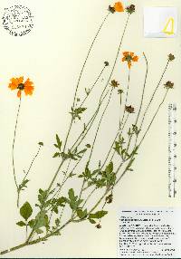 Coreopsis basalis image