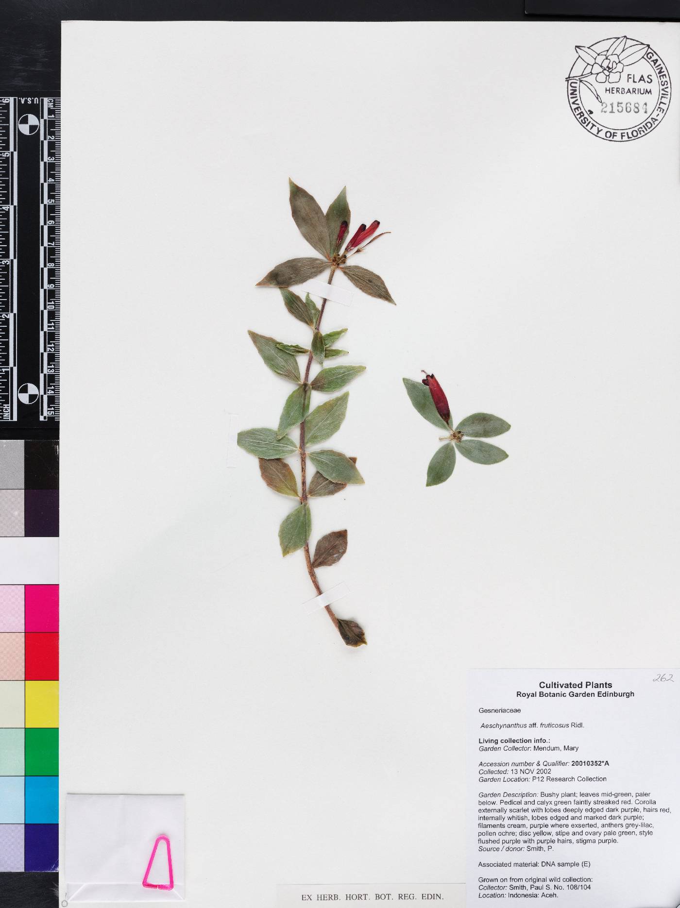 Aeschynanthus fruticosus image