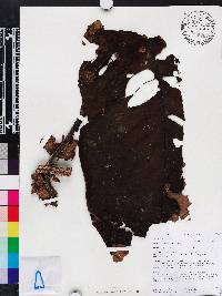 Cyrtandra cumingii image