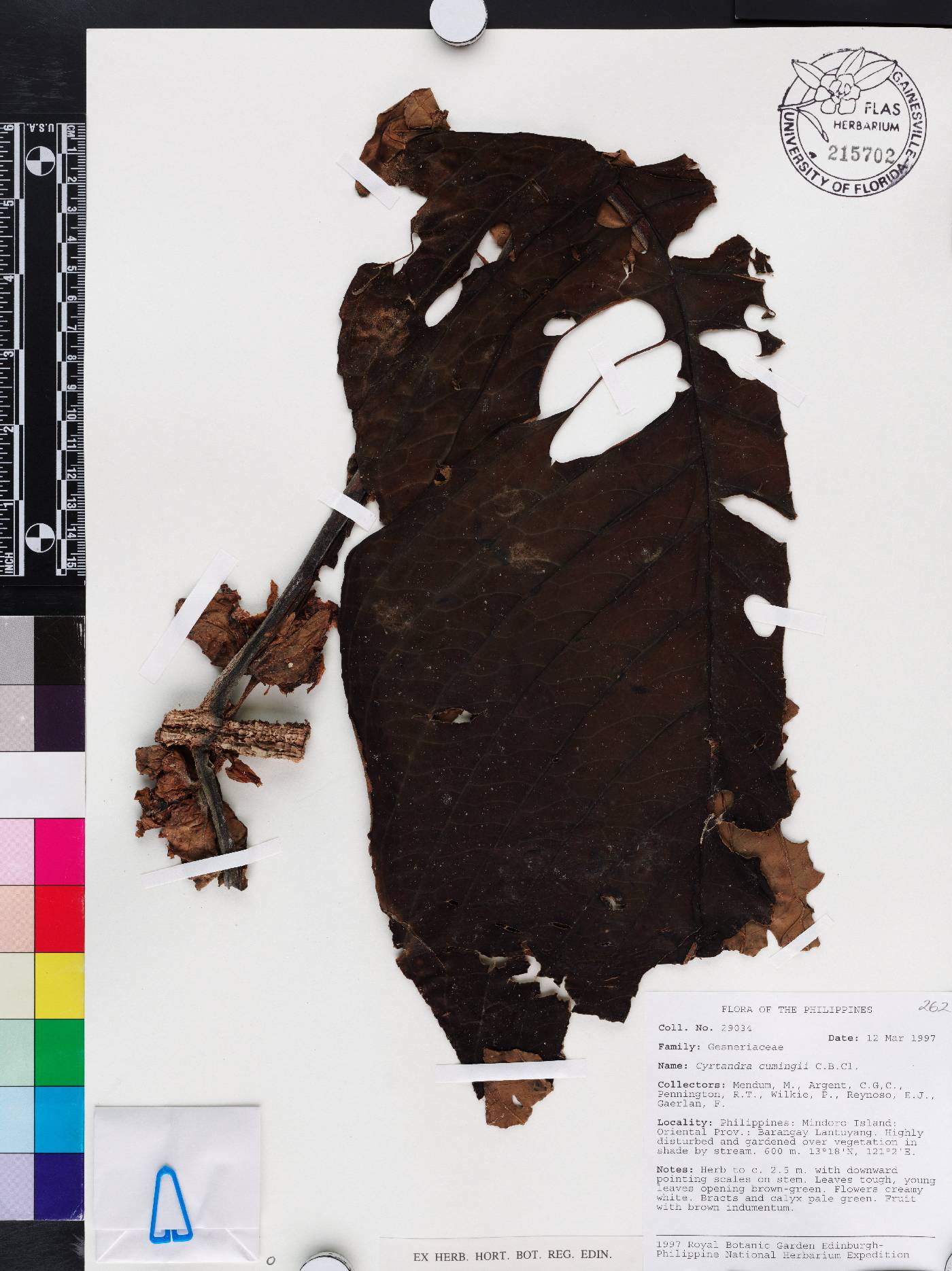 Cyrtandra cumingii image
