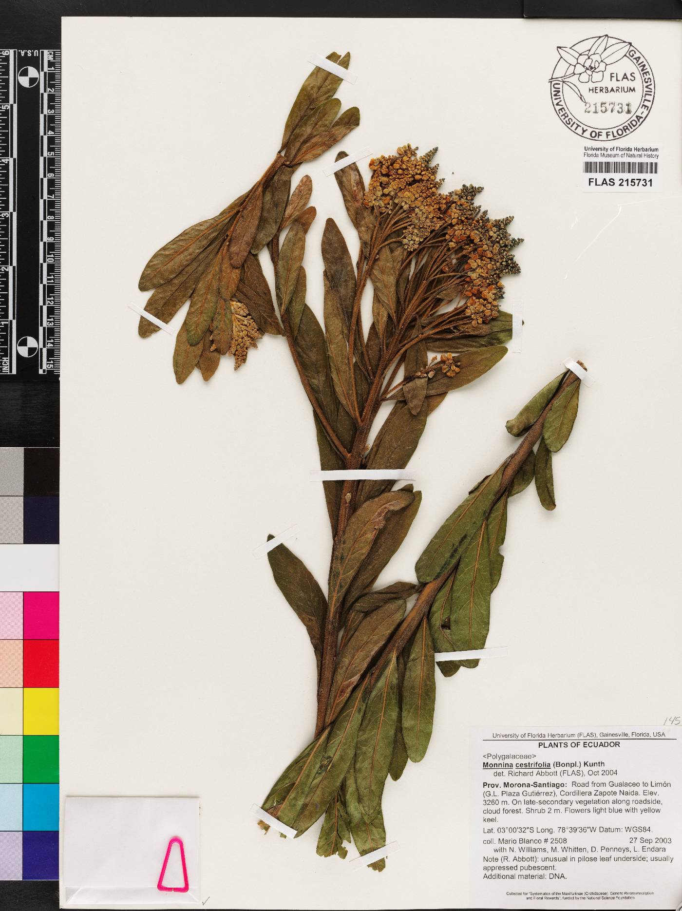 Monnina cestrifolia image