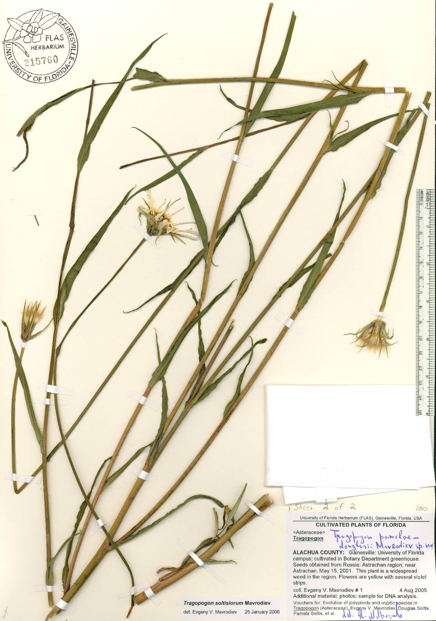 Tragopogon soltisiorum image