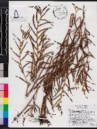 Chamaecrista nictitans var. aspera image