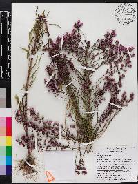 Liatris gracilis image