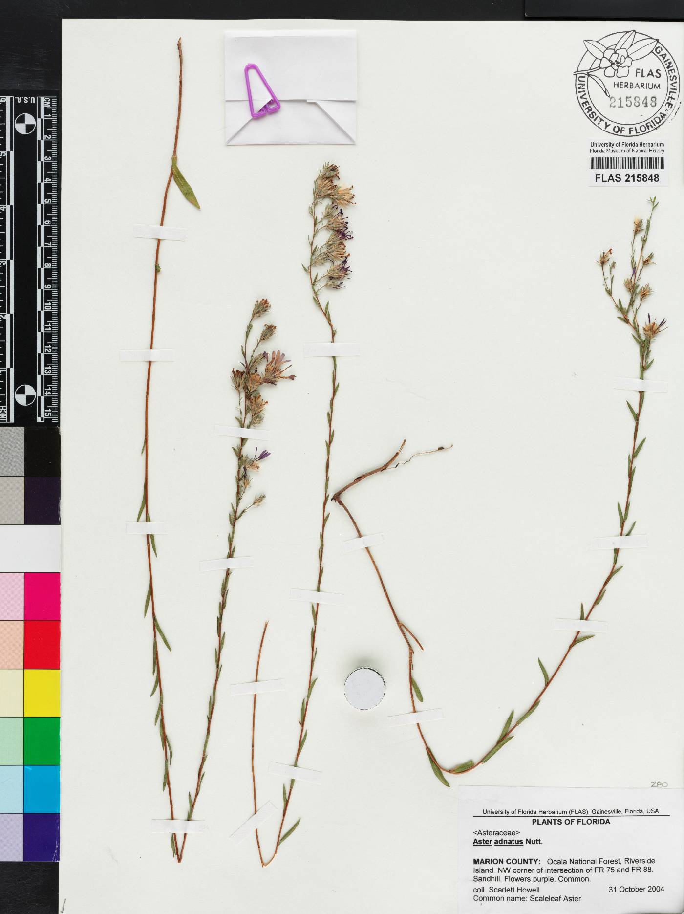 Symphyotrichum adnatum image
