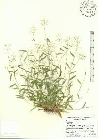 Dichanthelium ensifolium image