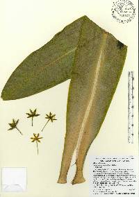 Image of Eucomis pallidiflora