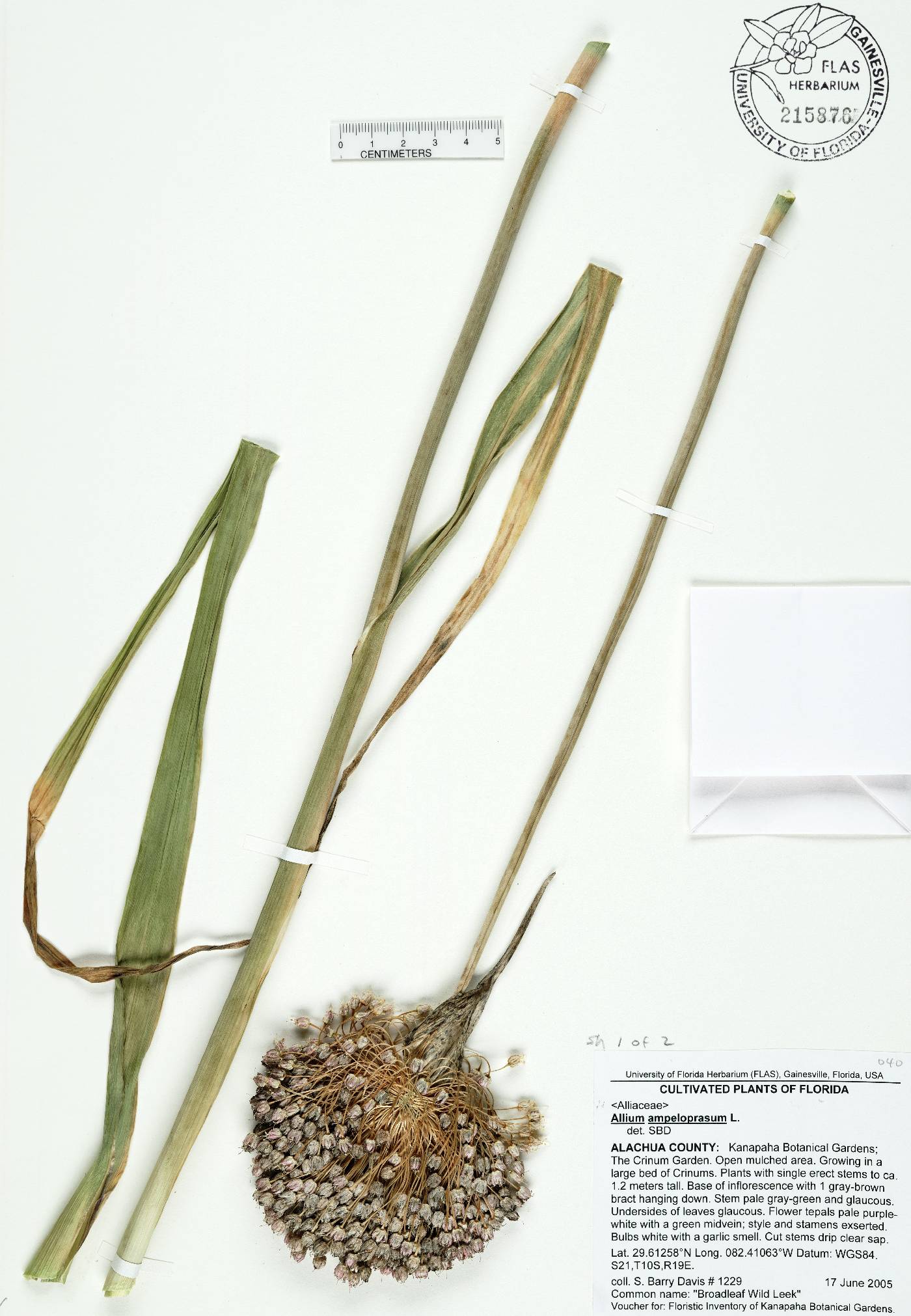 Allium ampeloprasum image