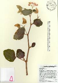 Begonia cucullata image