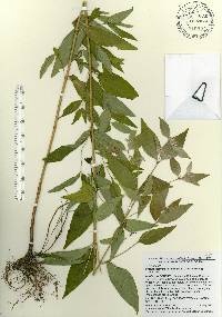 Pycnanthemum floridanum image