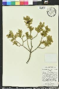 Chamaecyparis thyoides image