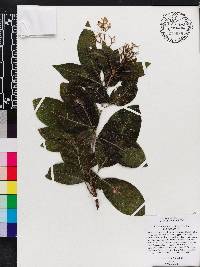 Exothea paniculata image