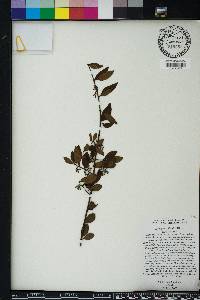 Chiococca parvifolia image