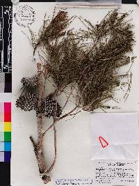 Pinus clausa image