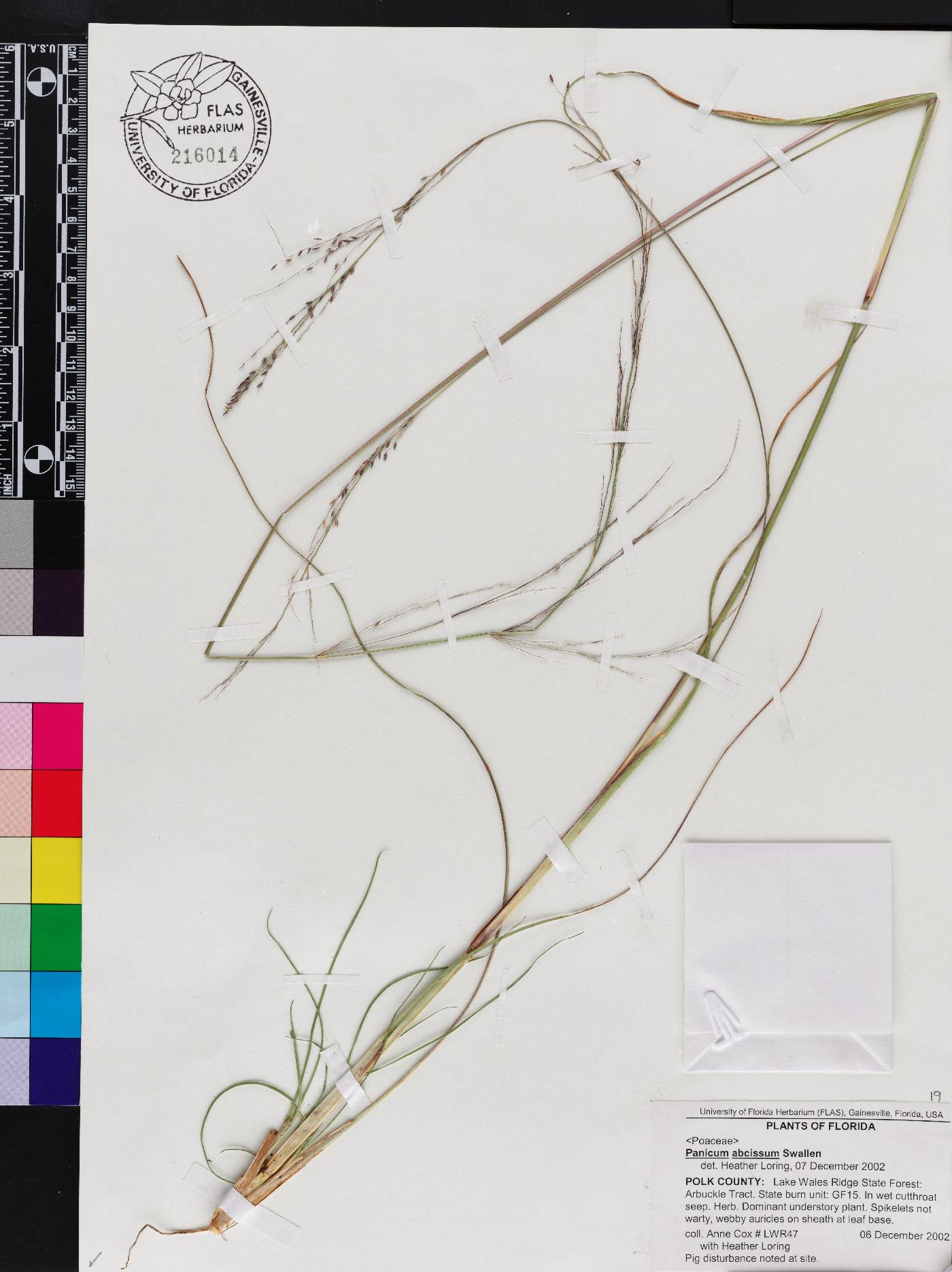 Coleataenia abscissa image