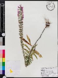 Liatris gracilis image