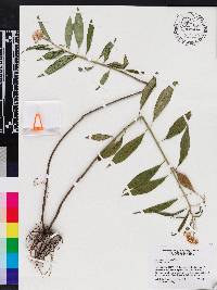 Asclepias perennis image