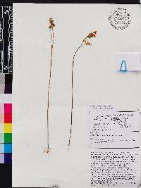 Utricularia juncea image