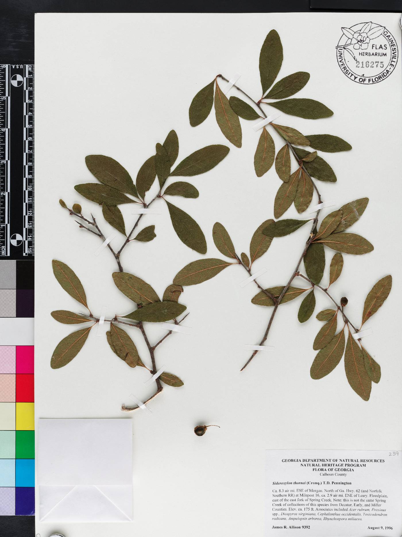 Sideroxylon thornei image