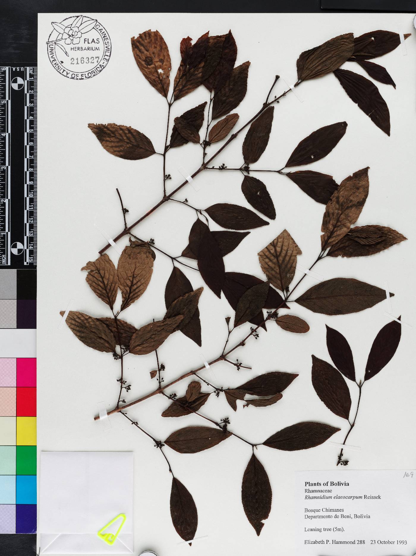 Rhamnidium elaeocarpum image
