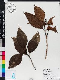 Psychotria ernestii image