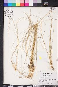 Aristida stricta image