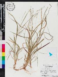 Digitaria filiformis image