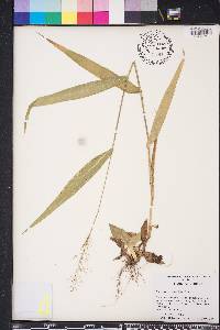 Dichanthelium sphaerocarpon image