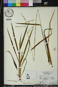 Paspalum praecox image