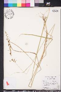 Sorghastrum elliottii image