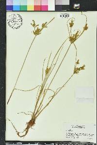 Cyperus iria image