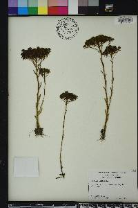 Polygala ramosa image