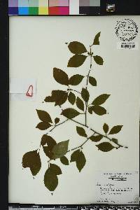 Ilex ambigua image