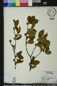 Ilex ambigua image