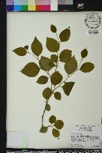 Ilex ambigua image