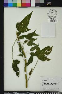 Hibiscus laevis image