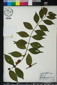 Lonicera maackii image