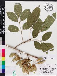 Fraxinus caroliniana image