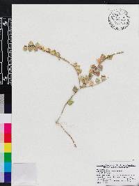 Dischidia ruscifolia image