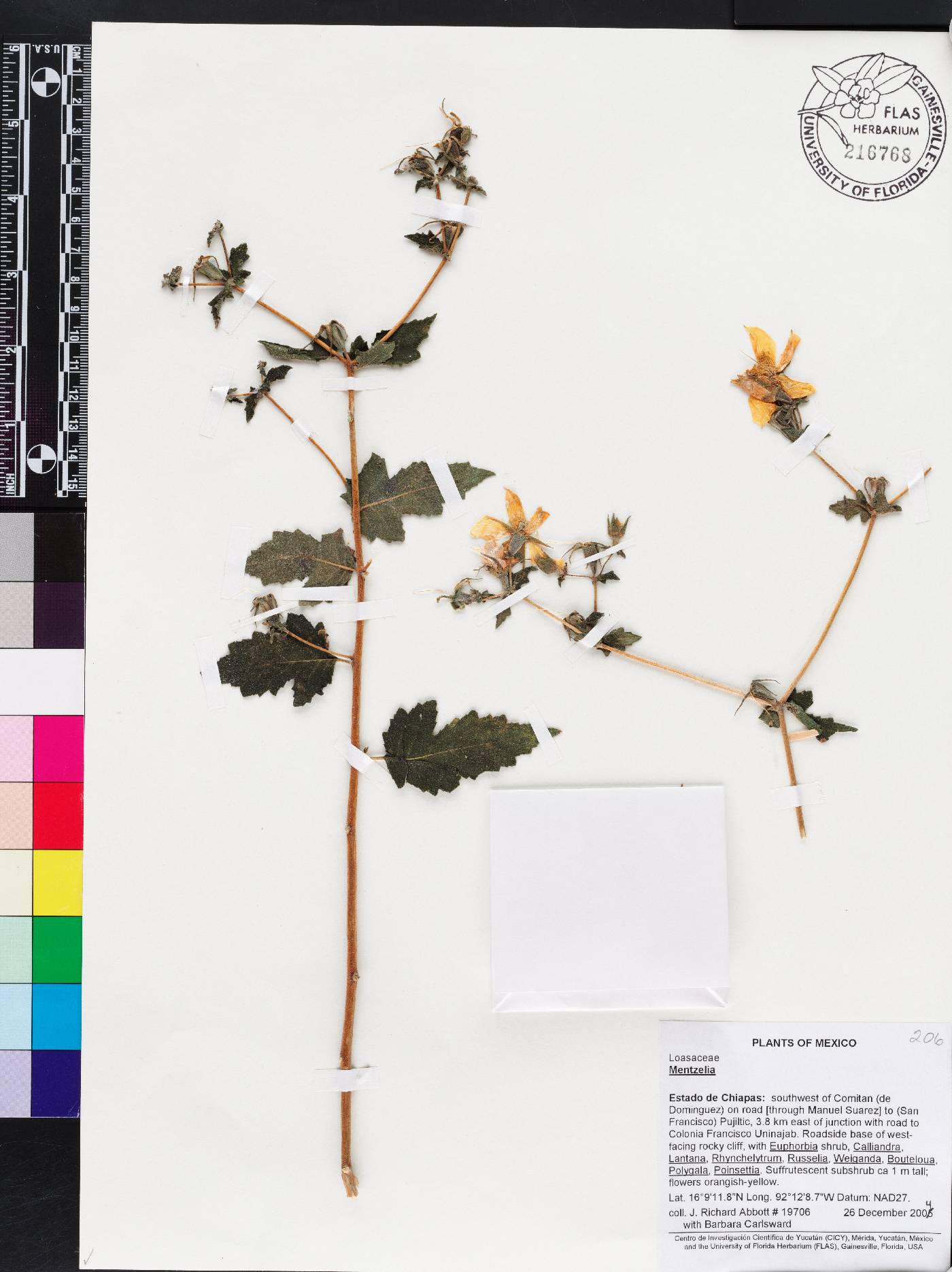 Mentzelia hispida image