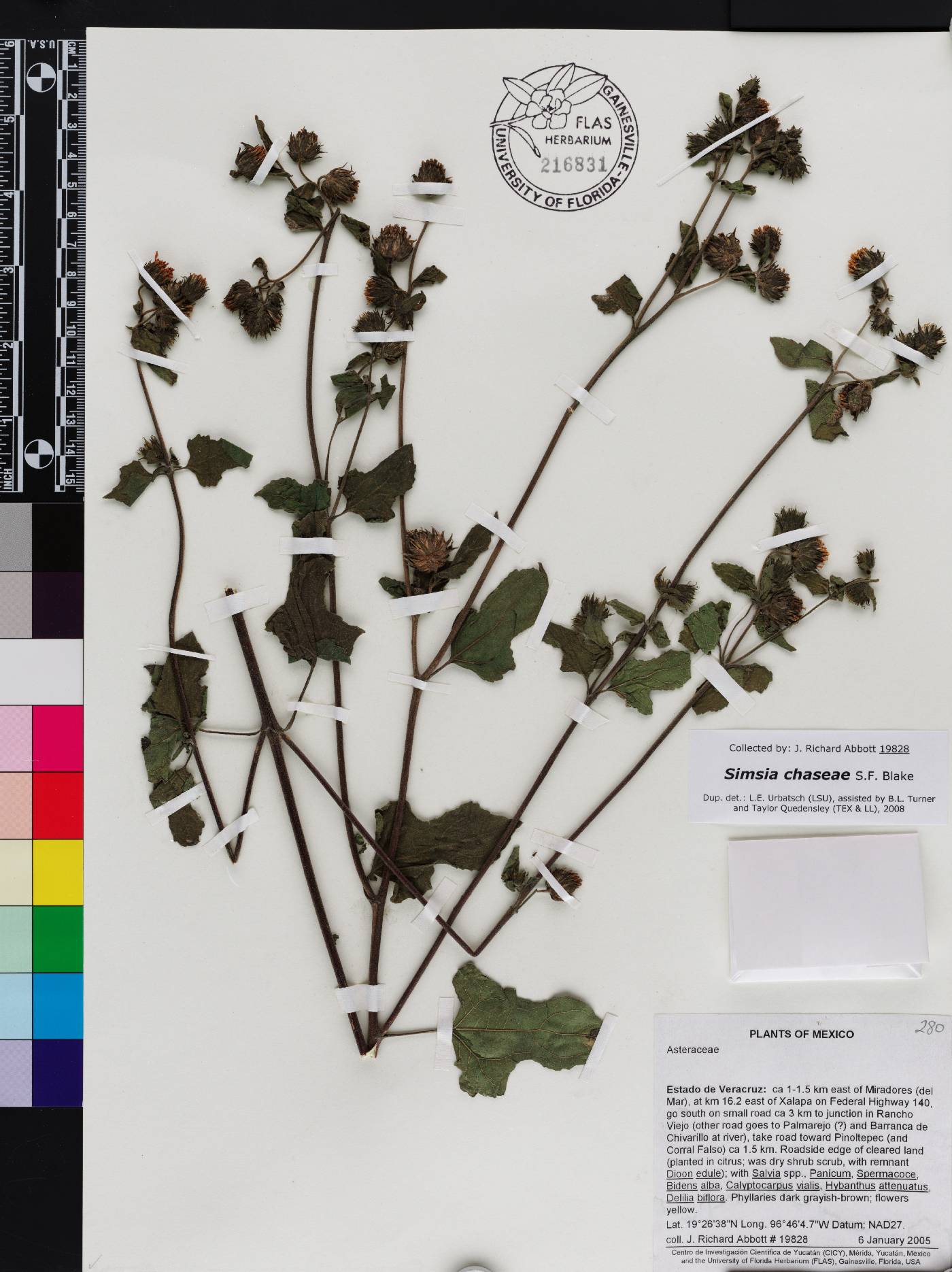 Simsia chaseae image