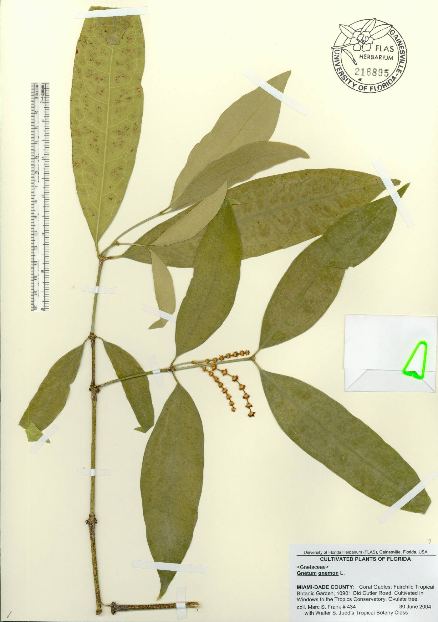 Gnetum gnemon image