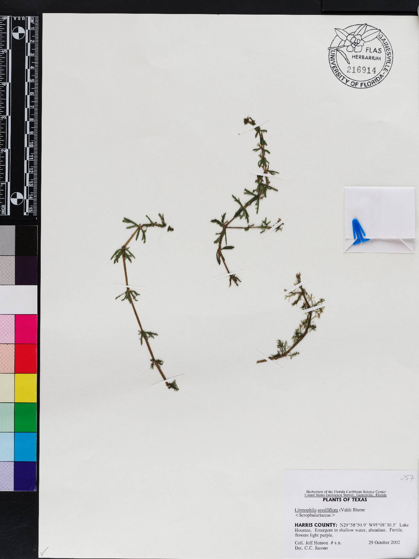 Limnophila sessiliflora image