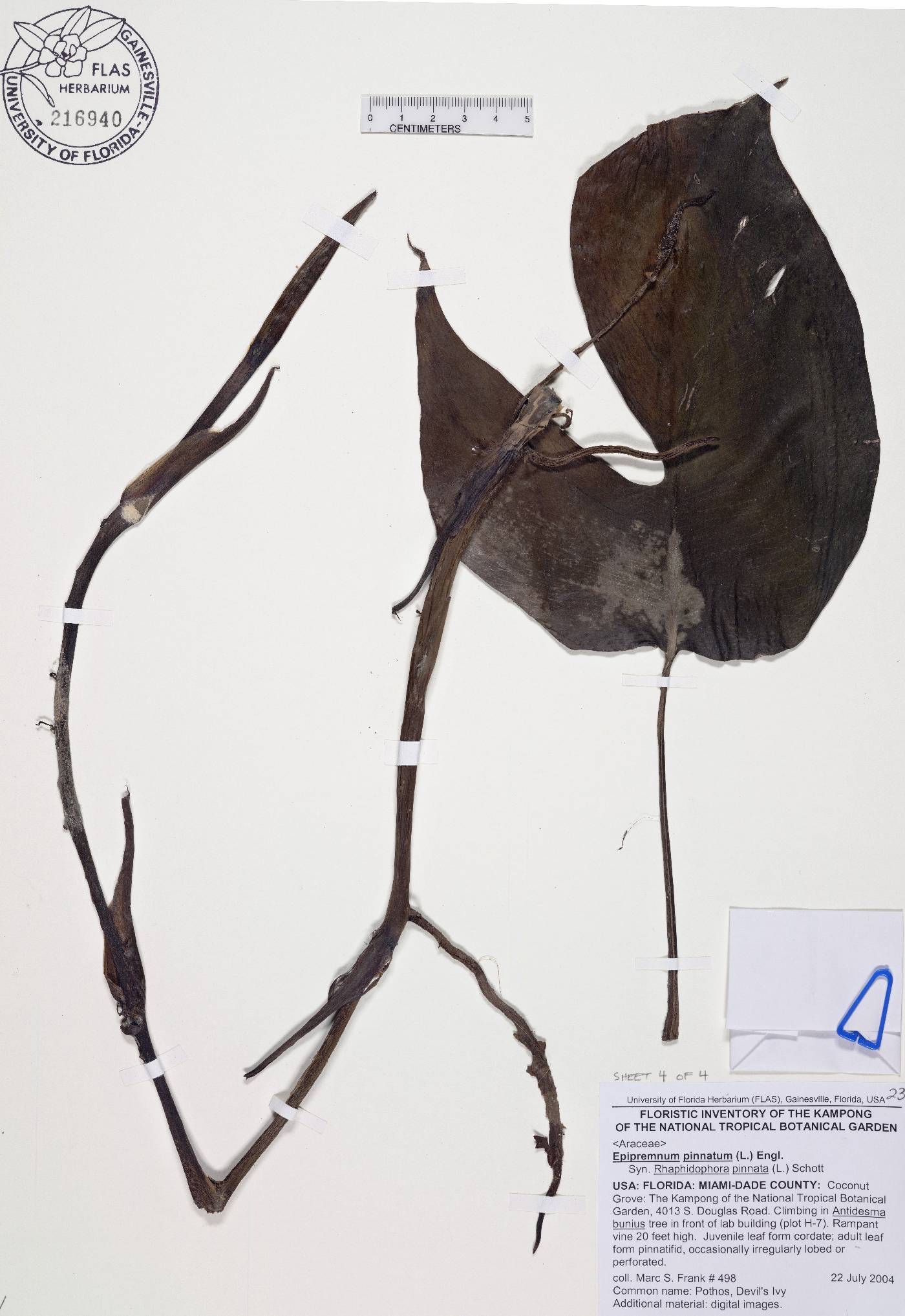 Epipremnum pinnatum image