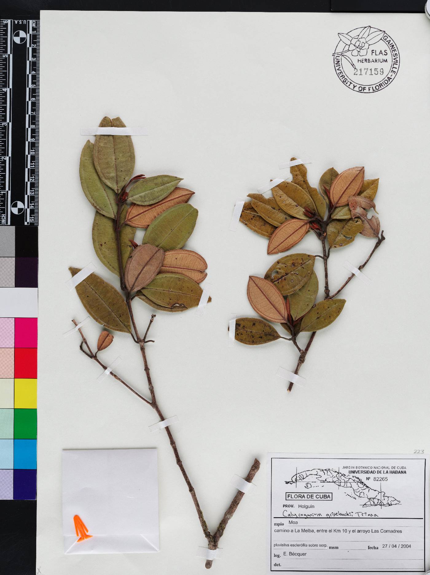Miconia grisebachiana image